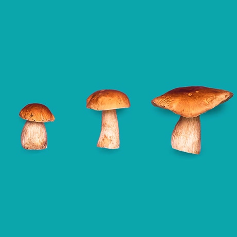 teal background with 3 different sized mushrooms