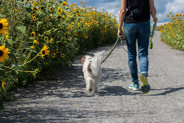 Back shot of female walking a dog in the park