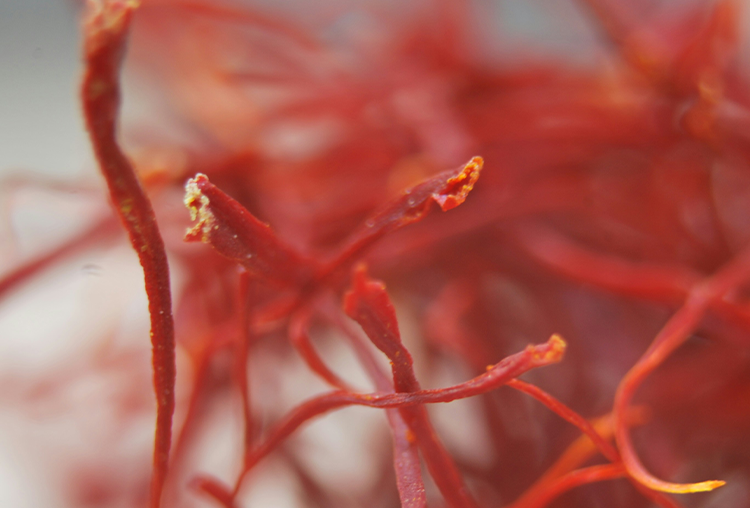 Close up of saffron strands