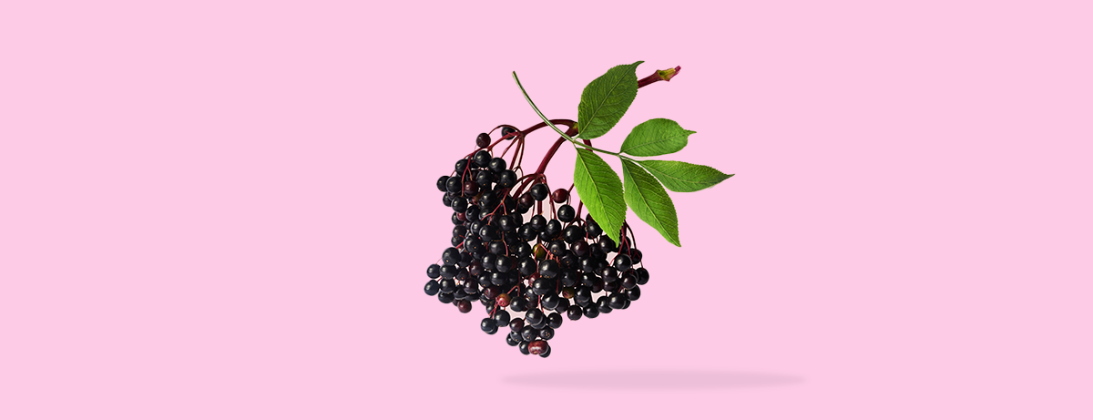 Branch of elderberries hanging on a pink background