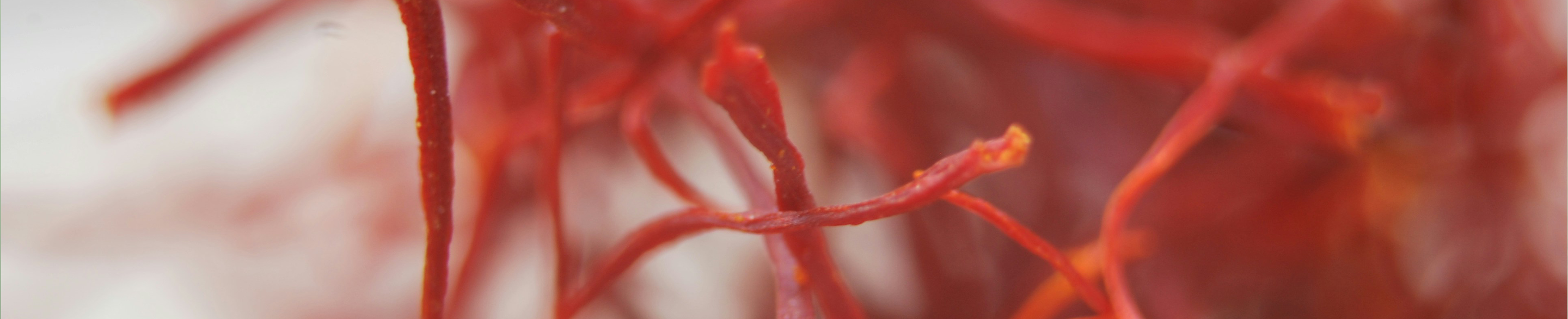 Close up of saffron strands