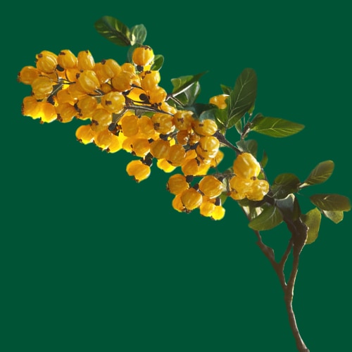 berberine-plant-13