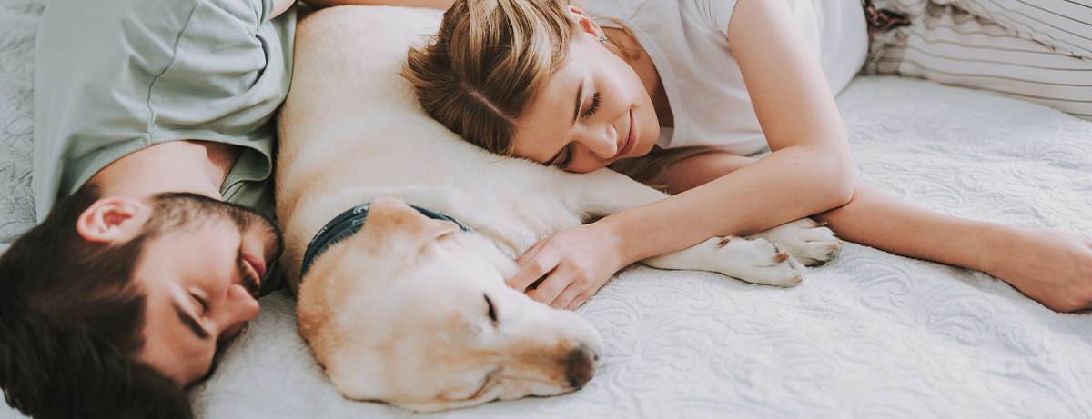 Couple sleeping on a bed with a white dog in the middle