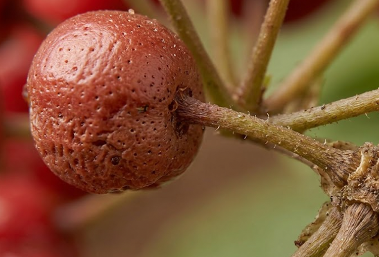 Macro shot of red ginseng with green background