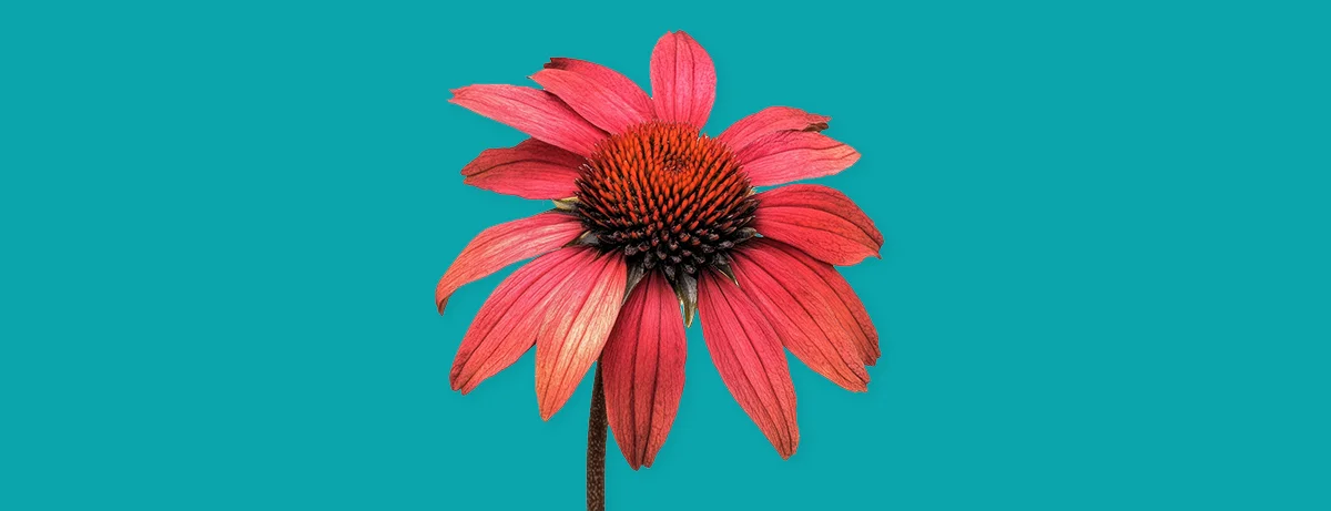 echinacea plant on blue background