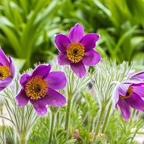Pulsatilla patens is a species of flowering plant in the family Ranunculaceae, native to Europe, Russia, Mongolia, and China. Common names include Eastern pasqueflower and cutleaf anemone.