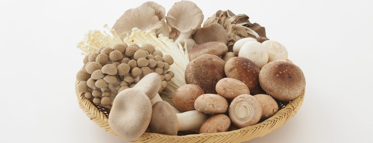 selection of mushrooms on a white background