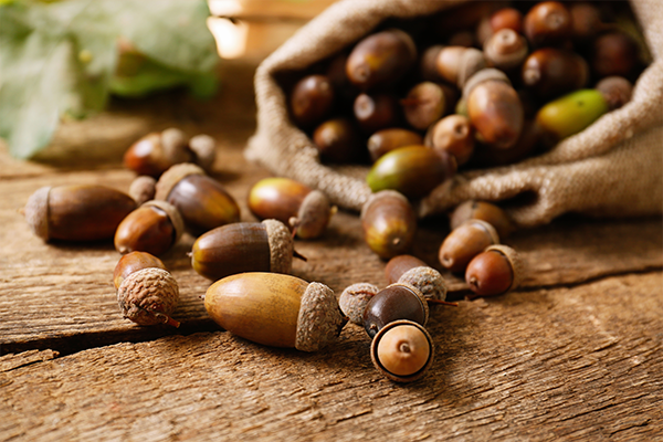 Sack with many acorns and oak leaves on wooden table, closeup