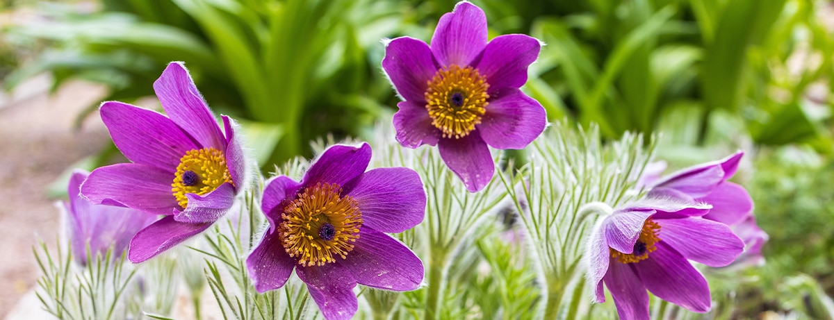 Pulsatilla patens is a species of flowering plant in the family Ranunculaceae, native to Europe, Russia, Mongolia, and China. Common names include Eastern pasqueflower and cutleaf anemone.