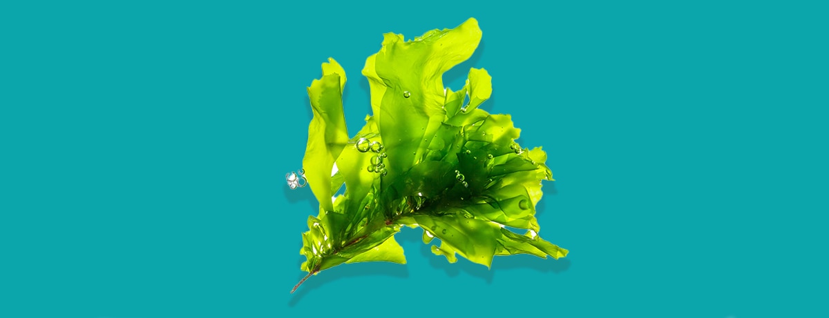 Bowl of sea kelp on blue backgound