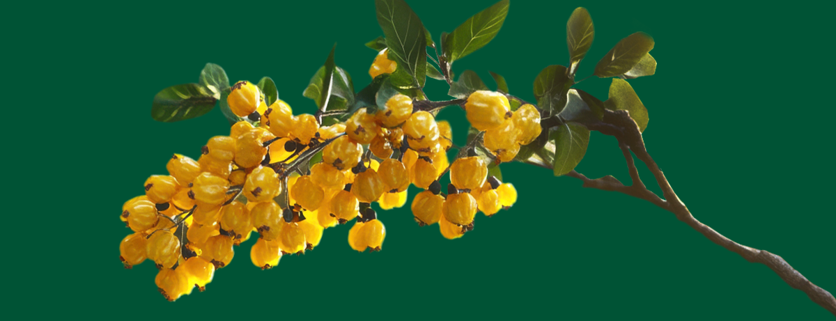 Berberine plant on green background