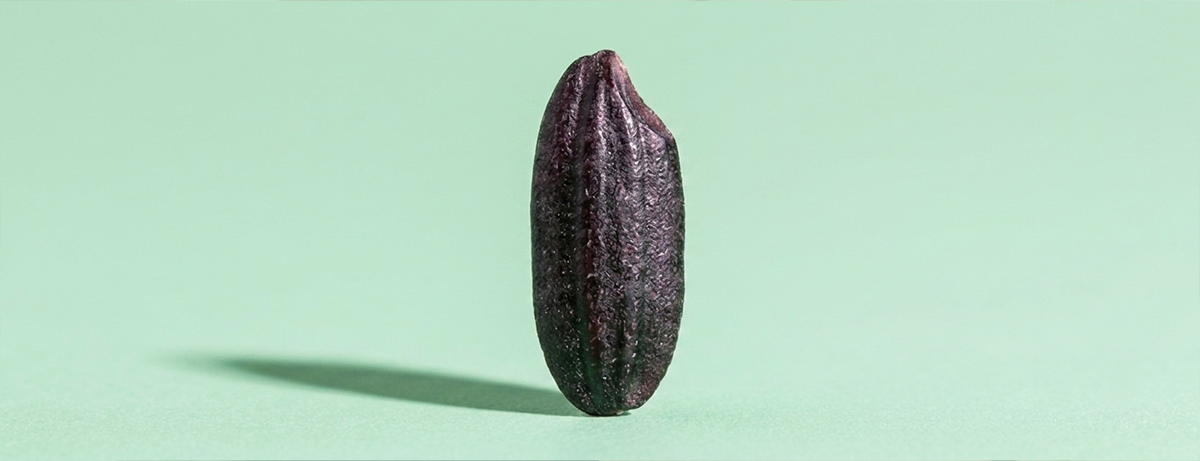 Grain of black rice on green background