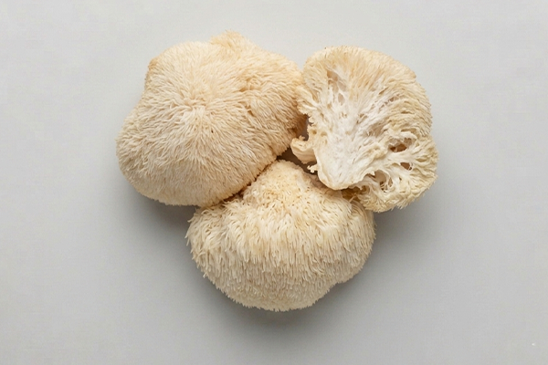 Lions mane mushroom on grey background