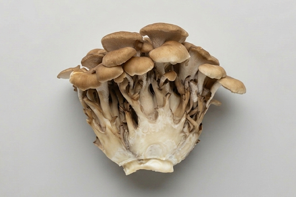 maitake mushroom on grey background