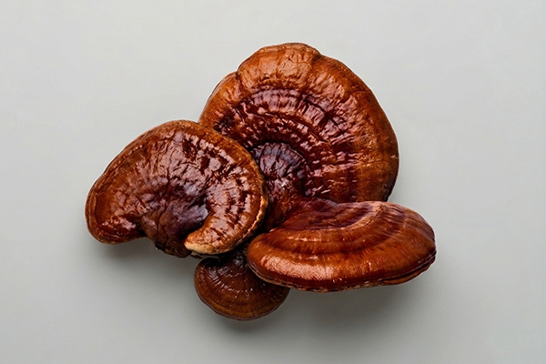 reishi mushroom on white background