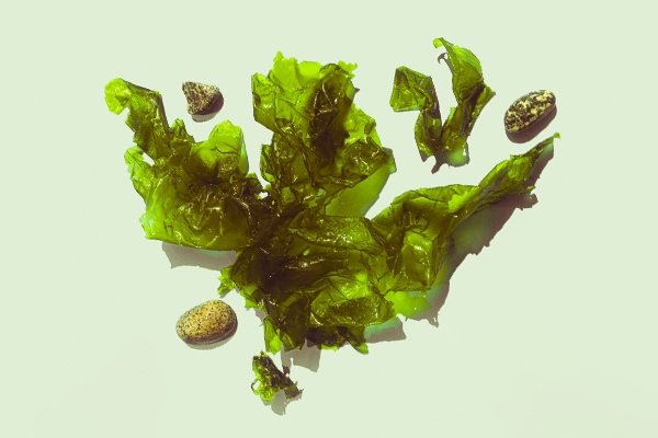 Sea kelp on green background