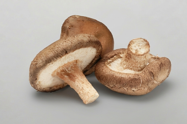 shiitake mushroom on a grey background