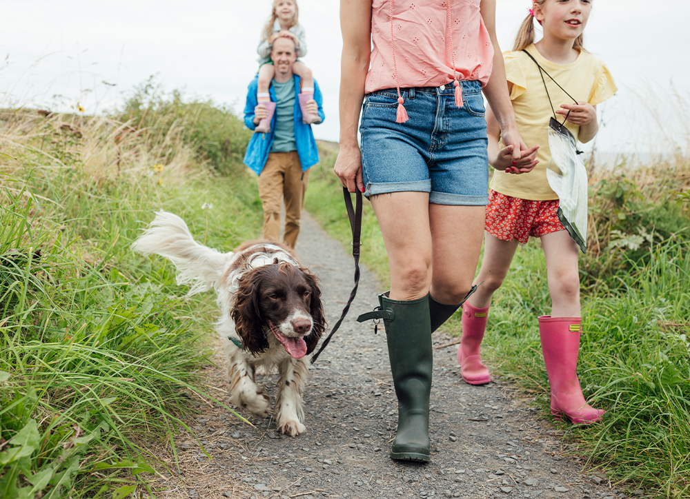 family walking brown and white dog in the park