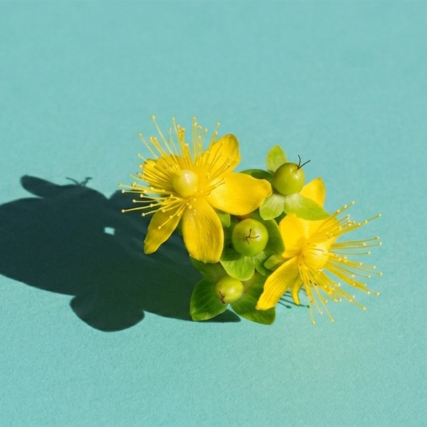 Close up of St Johns wort flower on a mint blue background