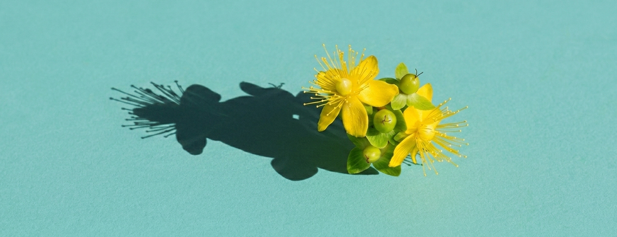 Close up of St Johns wort flower on a mint blue background