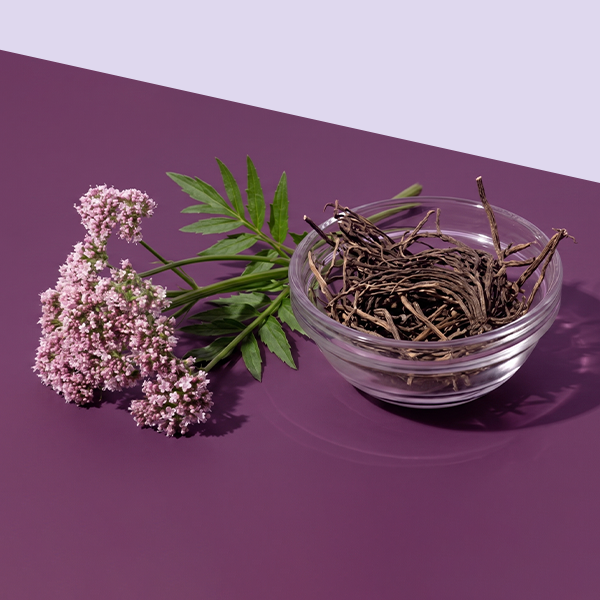 Valerian root and plant on purple background