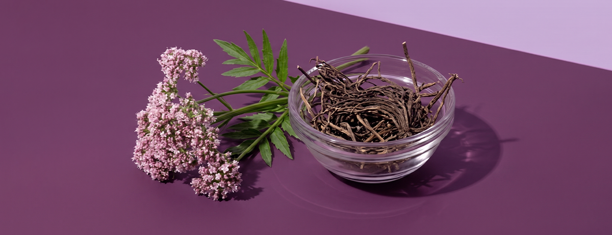 Valerian root and plant on purple background