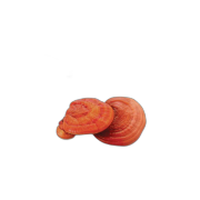 Reishi categorie product voorbeeld